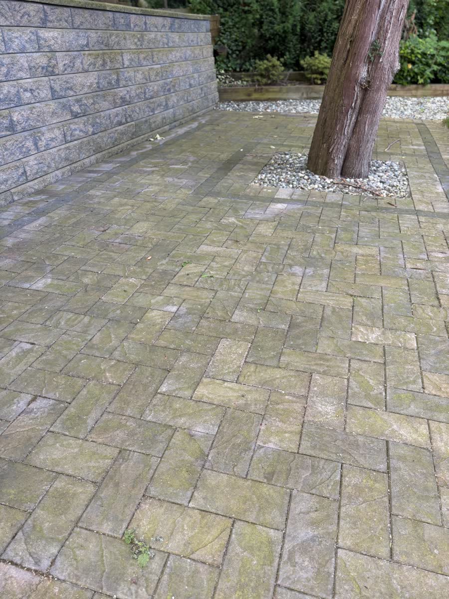 Paver patio covered in a thick layer of green algae