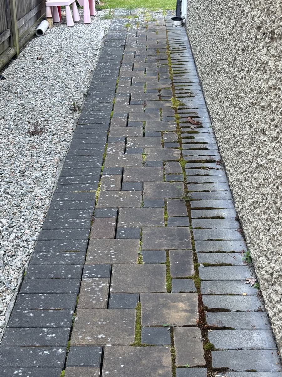 Paver walkway thick with moss and lichen before cleaning